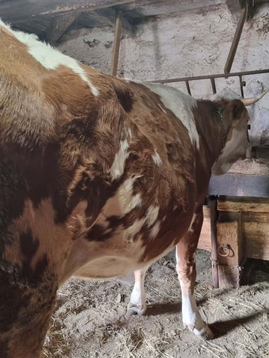 Vacă gestantă de vânzare