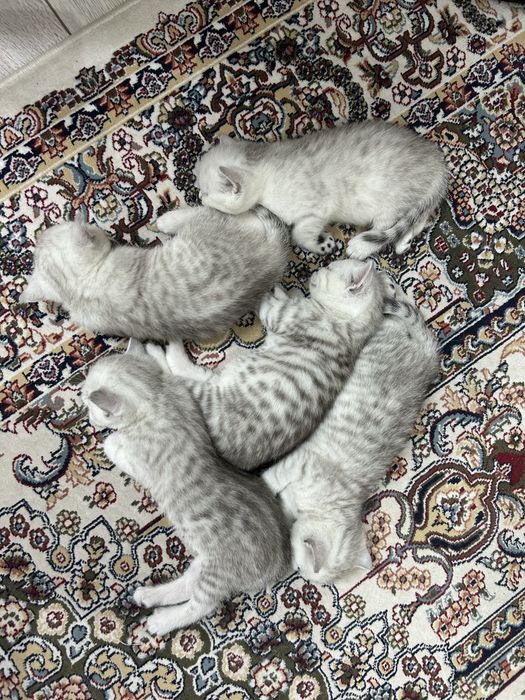 Британскикие котята с документами