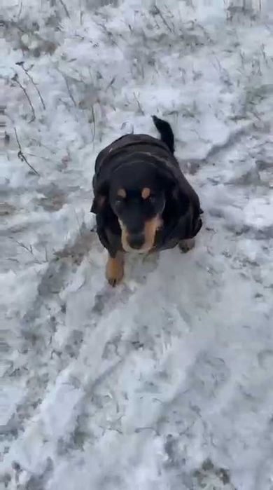 Собаке нужен дом! Срочно!
