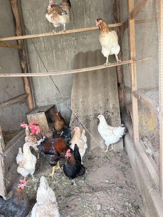 продам кур срочно