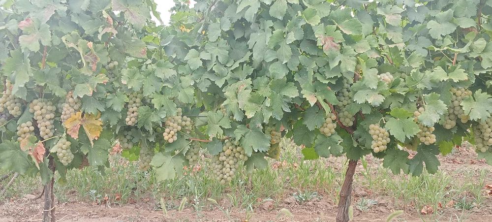 Muscat Ottonel...