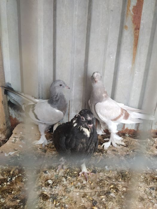 Пискуны Носочуб Такла