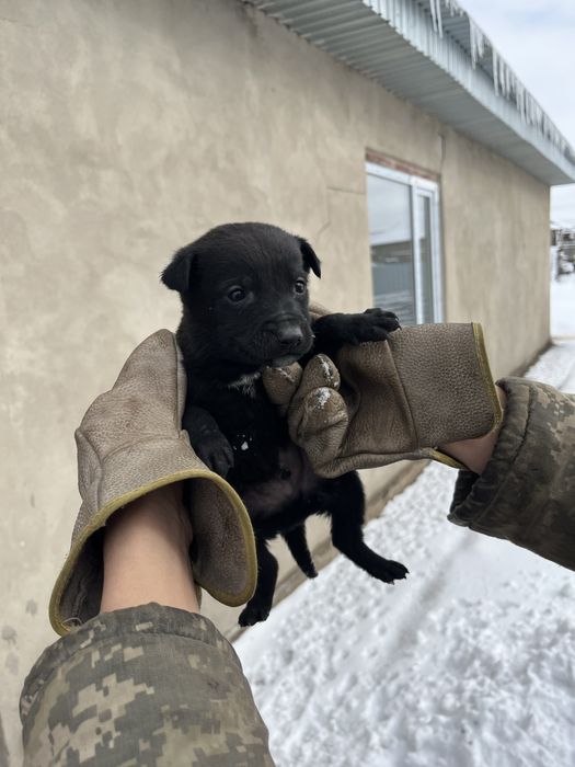 Щенята ищут дом. 6м, 4д