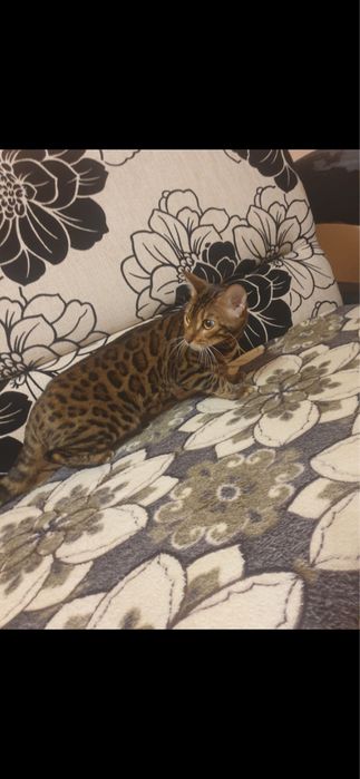 продаю бенгальскую кошку