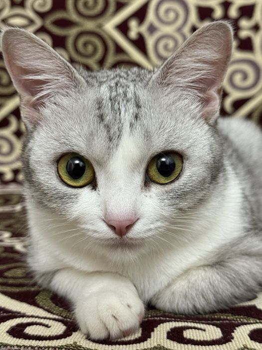 Кошка метис ищем любящего хозяина