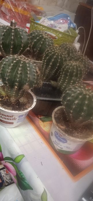 Комнатные растения