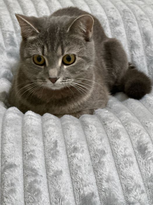 Отдам кошечку в хорошие руки