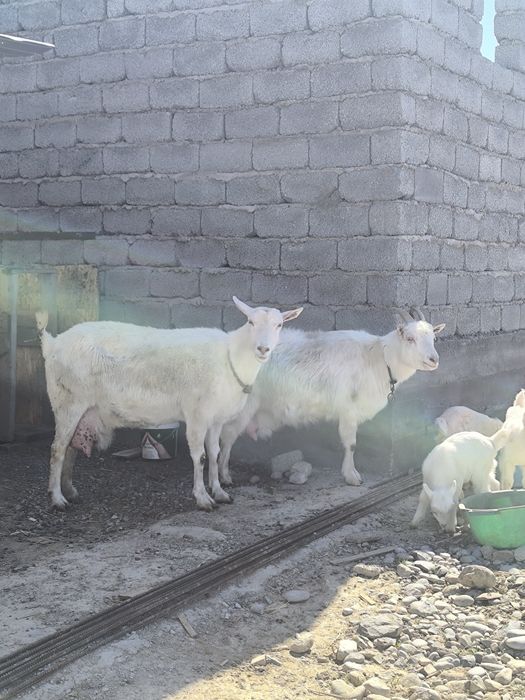 Ешкі коза козлята