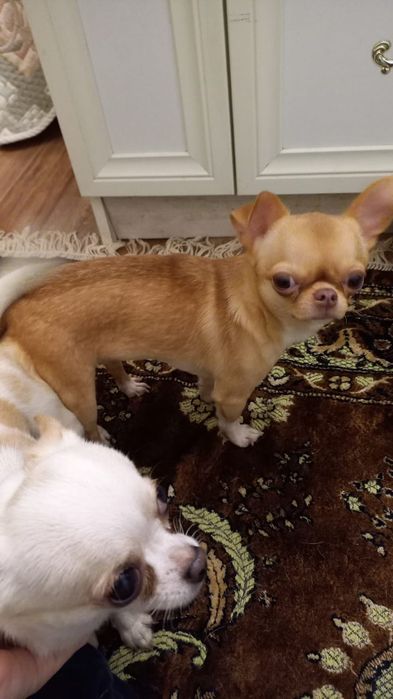 Супер мини кобель для вязки