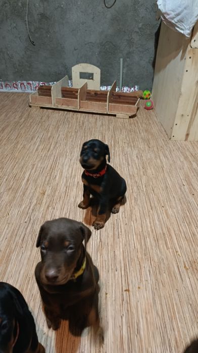 Щенки добермана Шымкент