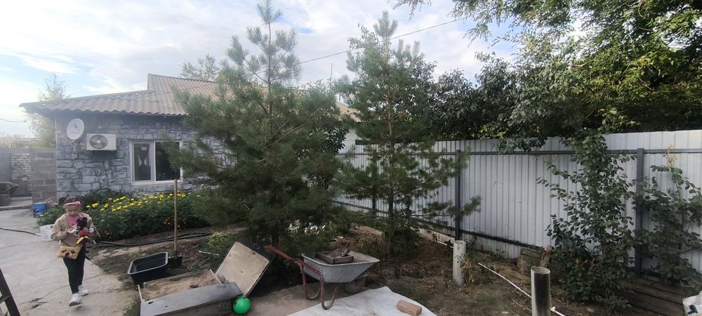 Продам две сосны
