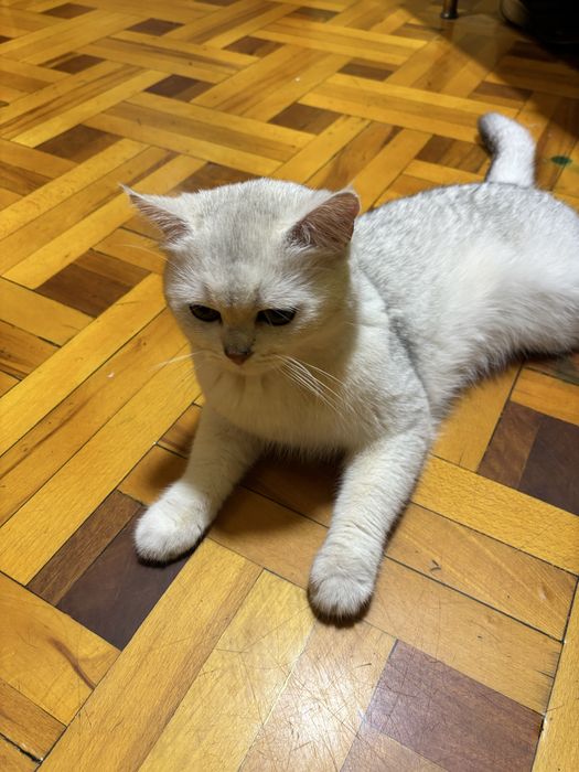 Шиншилла британская кот