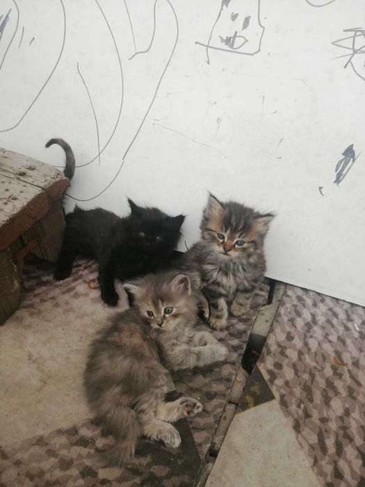 Отдам даром котят