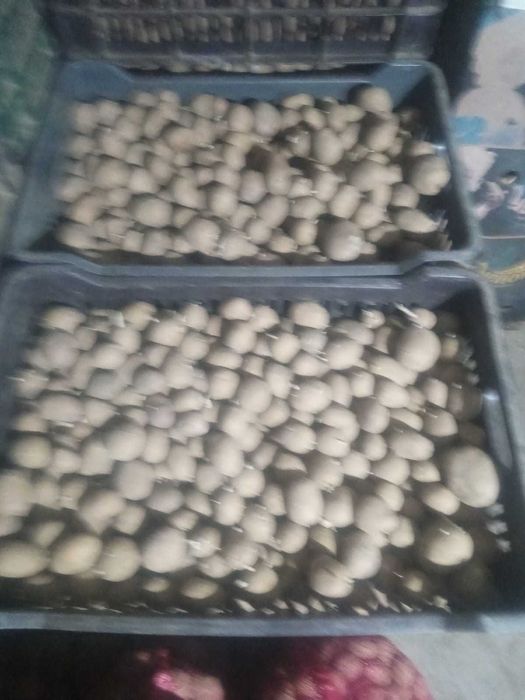 Vand cartofi seminte