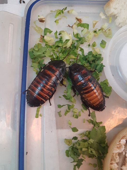 Мадагаскарские шипящие тараканы