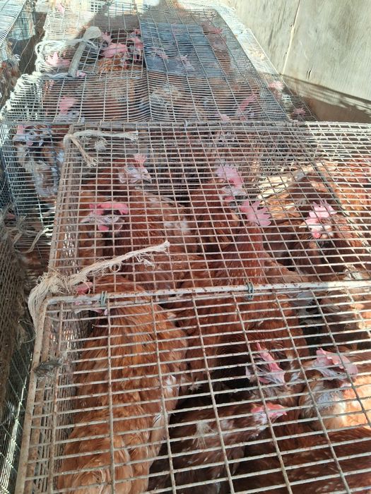 Продажа кур несушек