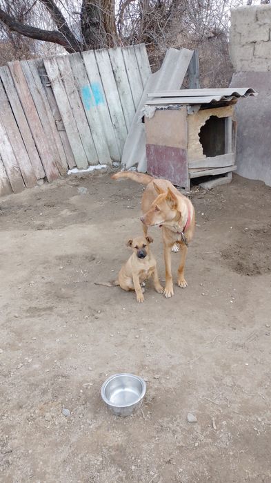 Продам щенка малинуа