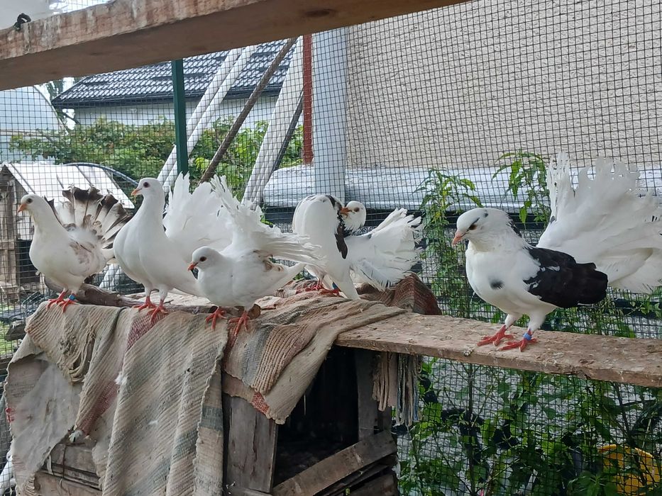Porumbei albi ornamentali foarte frumosi