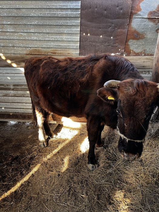 Буаз сиыр сатылады!! Сүтті сиыр