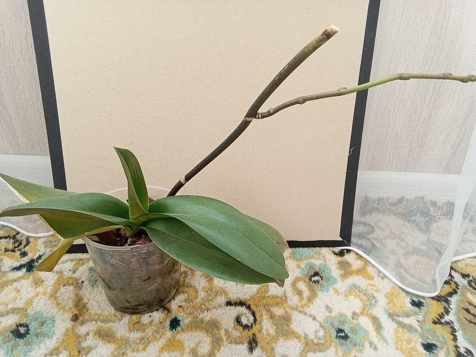 Без торга Орхидеи собственной коллекции