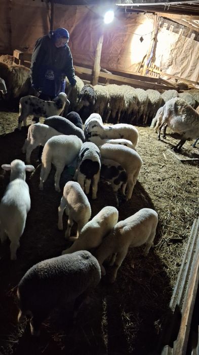 Агнета шилета  кочлета овце