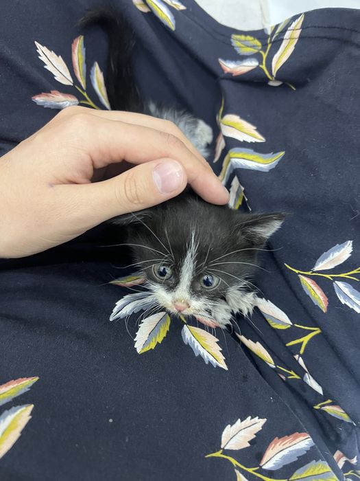 Котенок маленький