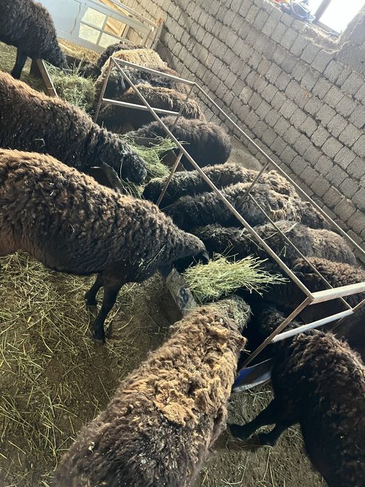 14 бас кой сатлады