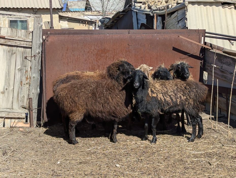 Продам овцематок