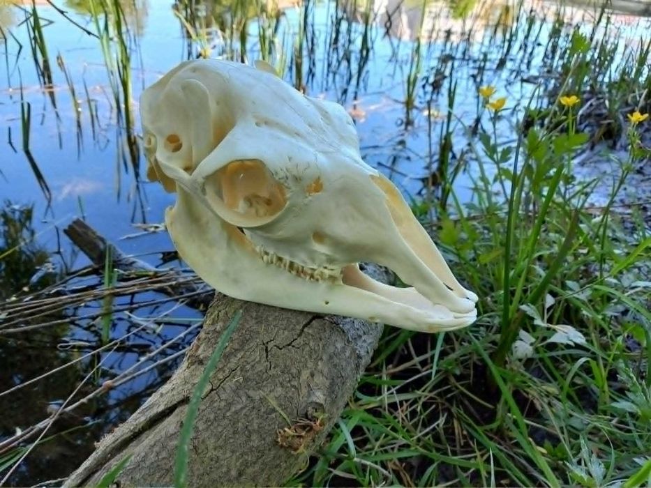 trofeu,trofee,naturalizat,taxidermie,craniu  de alpaka Germania