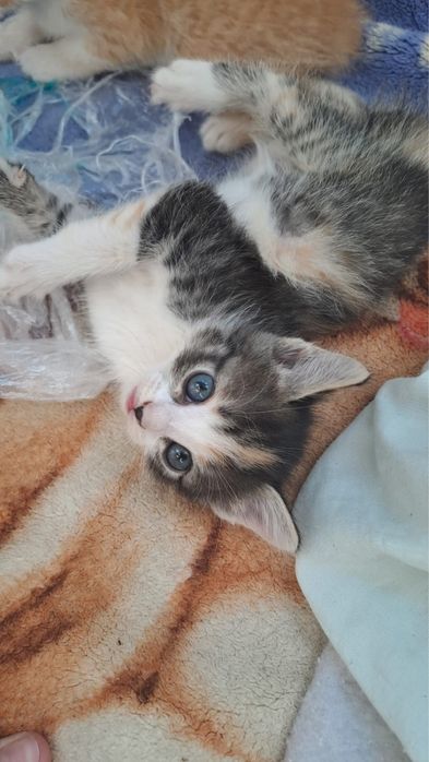 Отдам даром катят в хорошие руки.