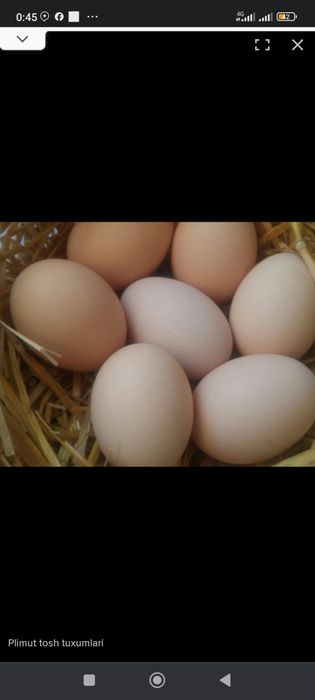 Assalomu alekum parranda ishqibozlari