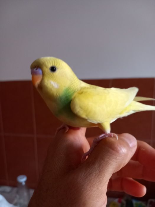 Papagali perusi, nimfe,agapornis, cantători, zebre,canari, micul alexa