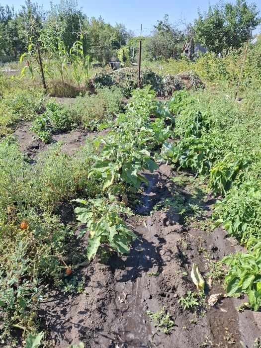 Актобе продам дачу