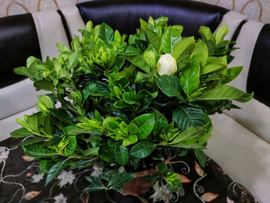 Цветы комнатные, доставка