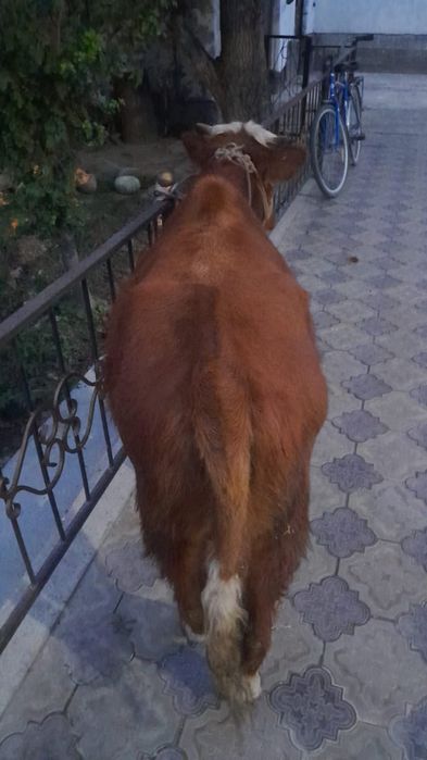 Өгіз сатыладыыыы