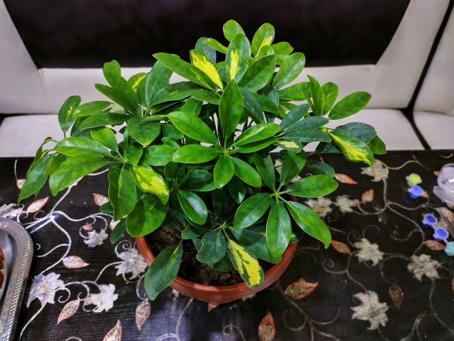 Комнатные растения. Доставка