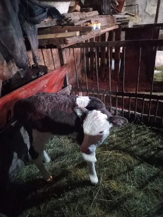 Продаётся телочка