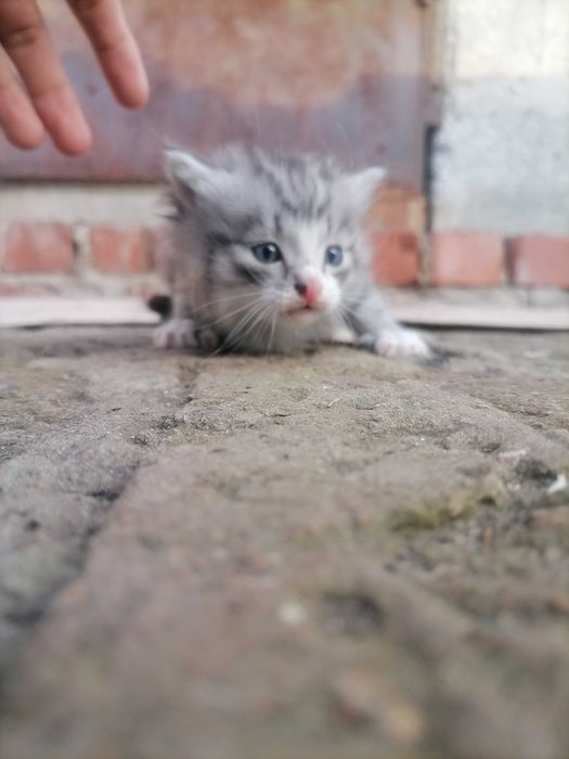 Одам в хорошие руки котет