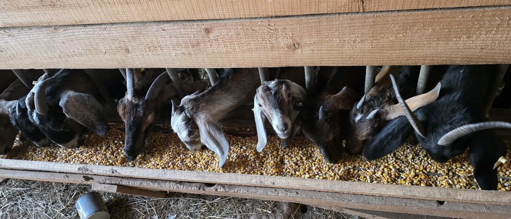 Capre anglo nubiene cu pedigree