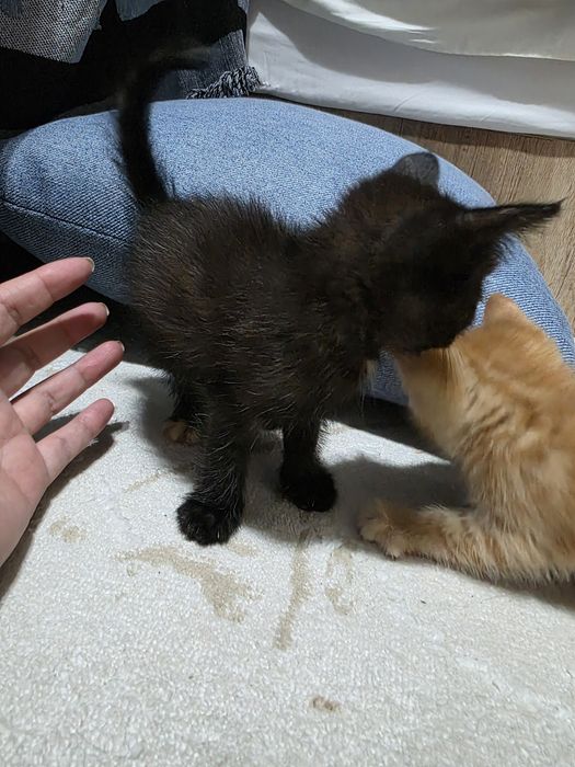 Котята отдам в хорошие руки