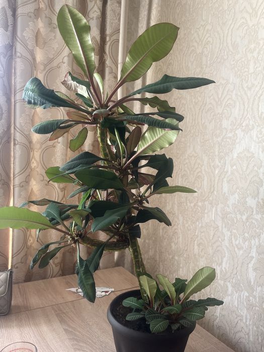 Продам цветы молочай