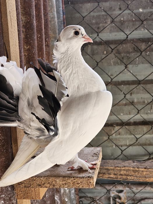 Vand porumbei mix cu siberieni si o pereche rolleri de Cluj