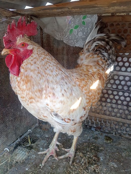 Тауық тауық тауық