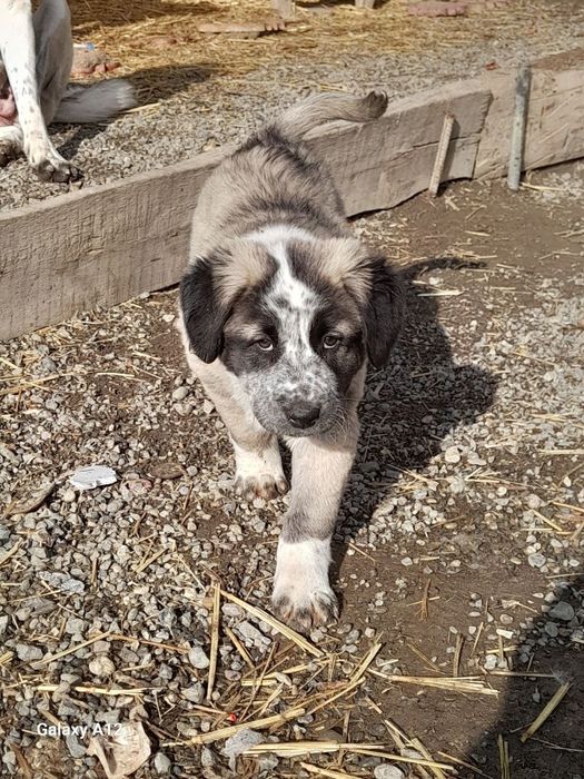 Alabay bolasi sotiladi