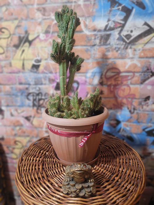 Продам цветы от 500 до  5000