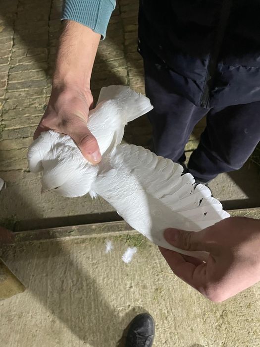 Билитын кептер сатылады