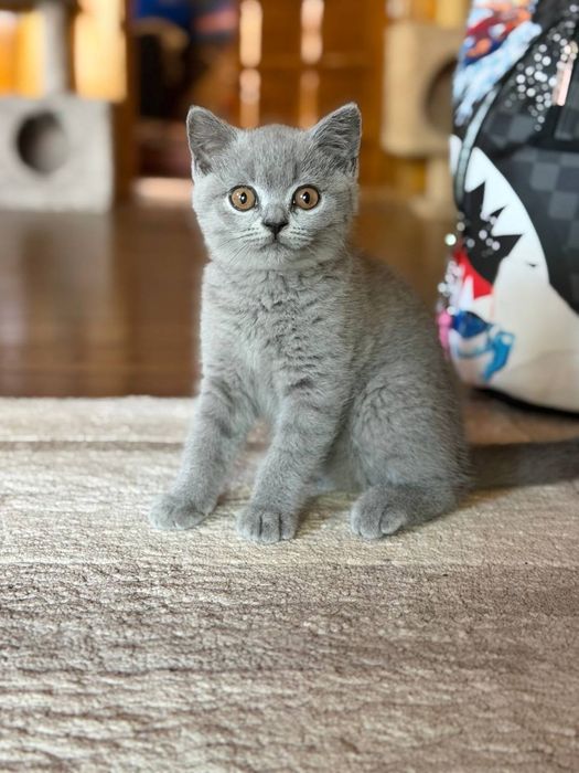 British Shorthair