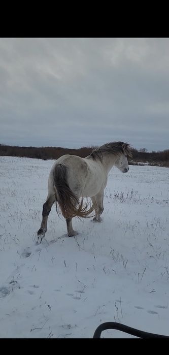 Айғыр сатылады жабы