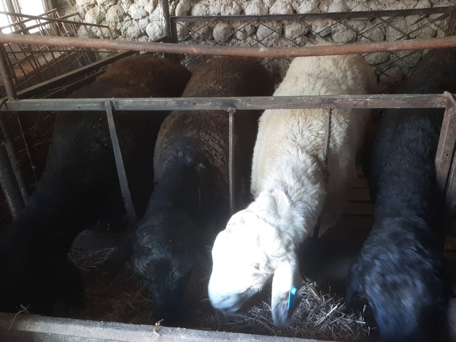 Тухли кучкорлар сотилади