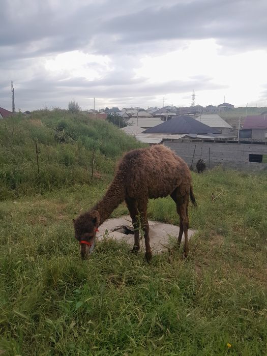 Тез арада Бота сатылады